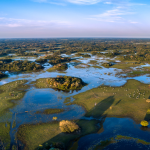 Espécie invasora de cervo no Pantanal acende alerta ambiental e expõe riscos à biodiversidade