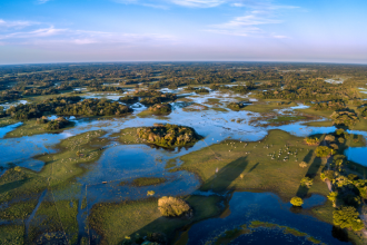 Espécie invasora de cervo no Pantanal acende alerta ambiental e expõe riscos à biodiversidade