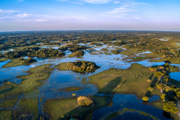 Espécie invasora de cervo no Pantanal acende alerta ambiental e expõe riscos à biodiversidade