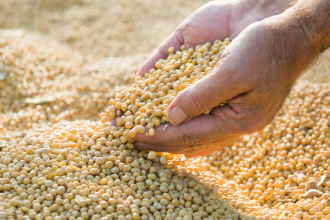 Soja em Mato Grosso do Sul ganha ritmo acelerado e safra histórica reforça força do agronegócio