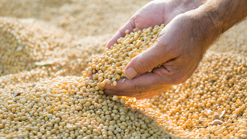 Soja em Mato Grosso do Sul ganha ritmo acelerado e safra histórica reforça força do agronegócio