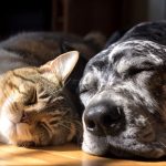 Caravana da Castração em Campo Grande fortalece políticas de bem-estar animal