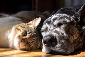 Caravana da Castração em Campo Grande fortalece políticas de bem-estar animal