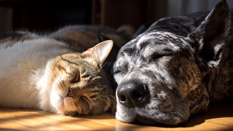 Caravana da Castração em Campo Grande fortalece políticas de bem-estar animal