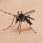 Chikungunya em Mato Grosso do Sul: Dourados concentra mortes e expõe falhas na vigilância contra o Aedes aegypti