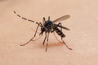 Chikungunya em Mato Grosso do Sul: Dourados concentra mortes e expõe falhas na vigilância contra o Aedes aegypti