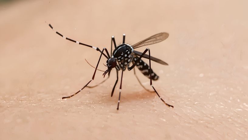 Chikungunya em Mato Grosso do Sul: Dourados concentra mortes e expõe falhas na vigilância contra o Aedes aegypti