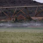 Aspersor irriga uma extensa área de cultivo durante o dia.