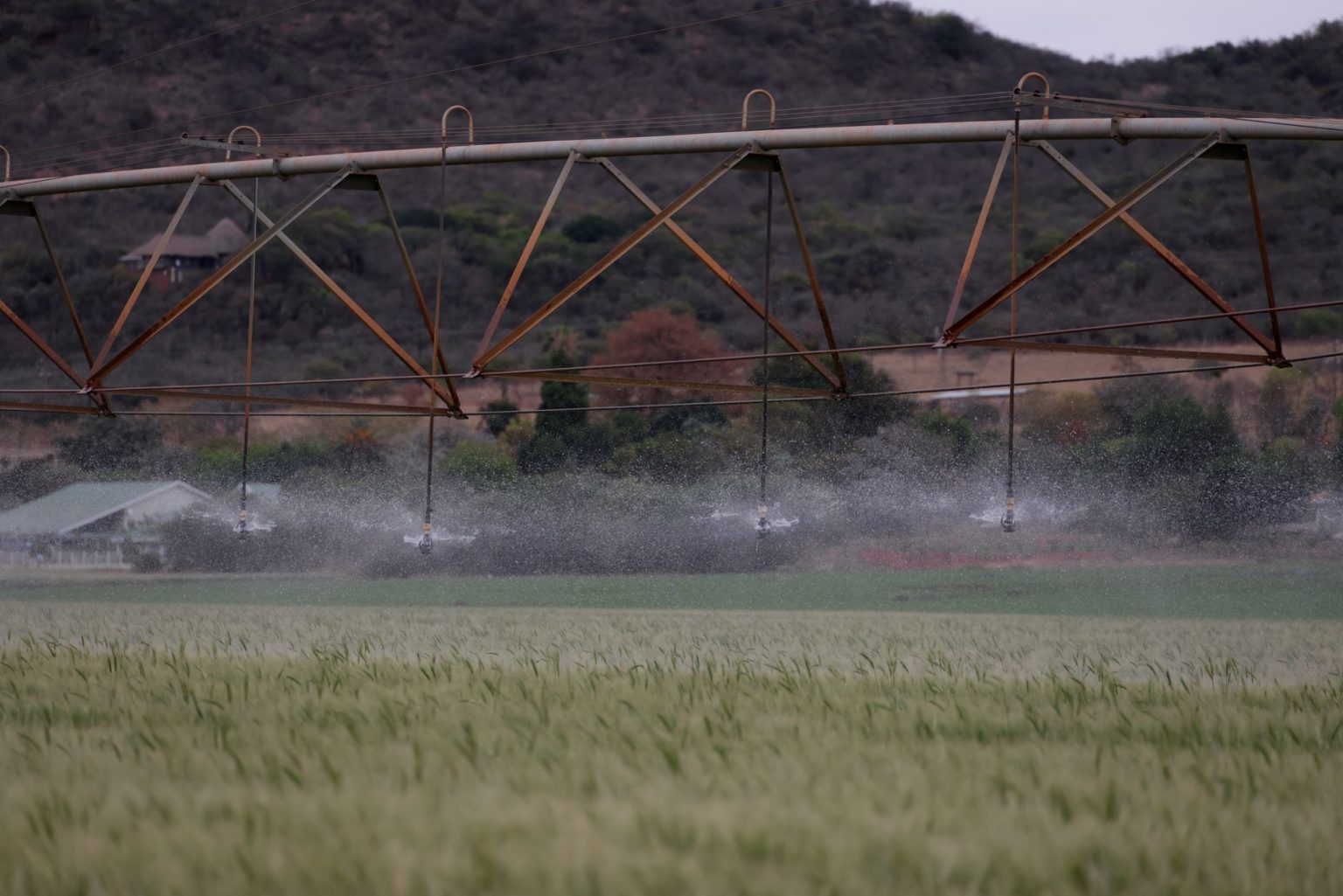 Aspersor irriga uma extensa área de cultivo durante o dia.