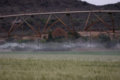 Aspersor irriga uma extensa área de cultivo durante o dia.